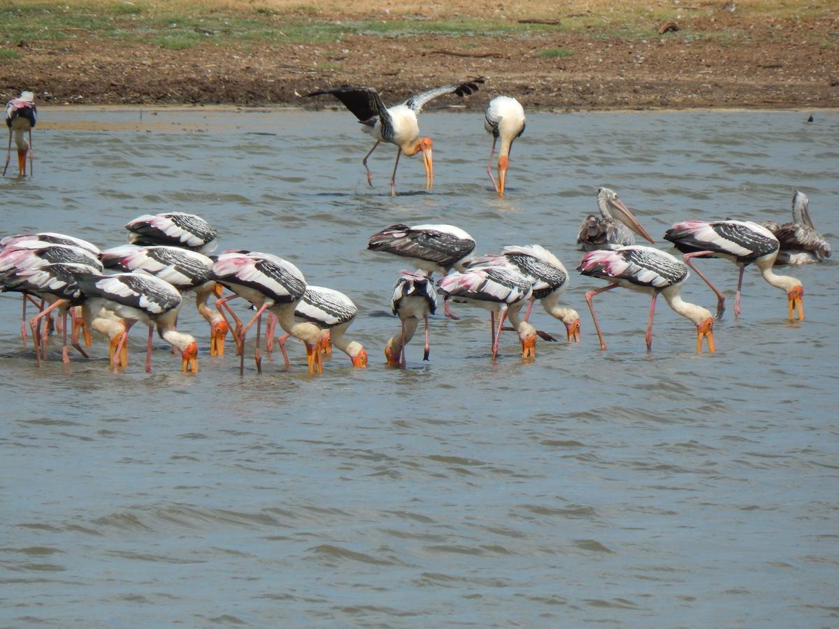 Golden Pearl Safari Villa Удавалаве Экстерьер фото